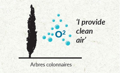 arbres-colonnaires