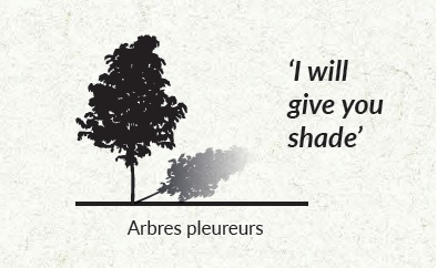 arbres-pleureurs