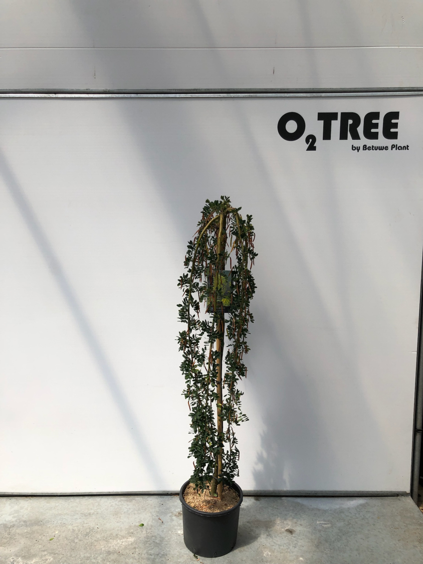 caragana-arborescens--pendula--c10-120cm--2-