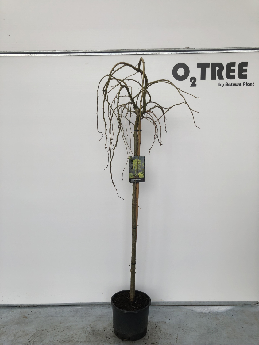 caragana-arborescens--pendula--c10-120cm